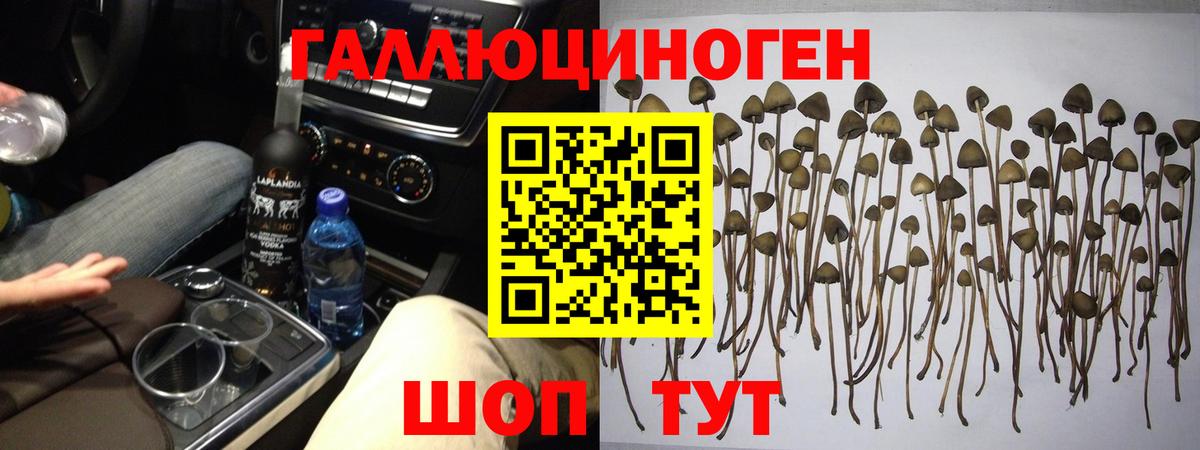 Железногорск  Псилоцибиновые грибы Psilocybe  Вход с VPN 